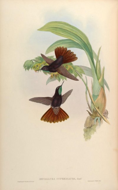 Metallura cupreicauda = Metallura phoebe cupreicauda by John Gould